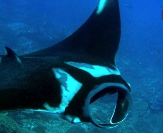  Mantaray sob o mar 